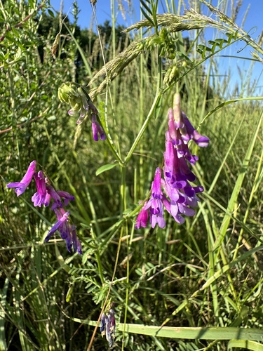 hairy vetch