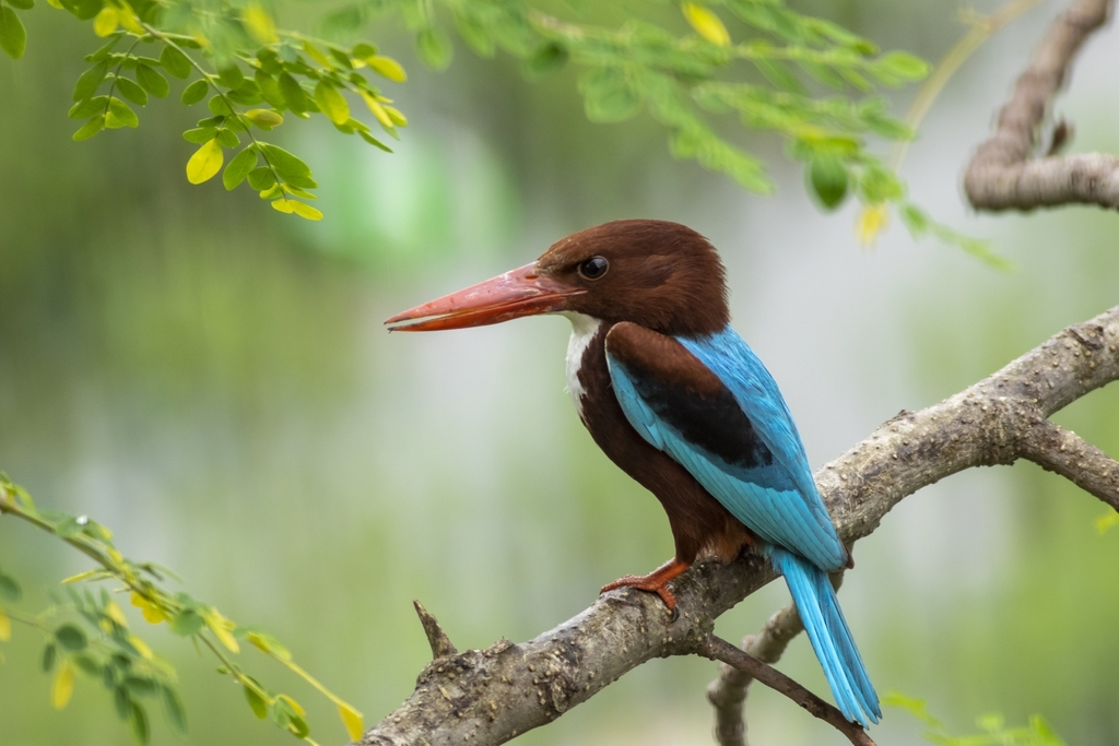 White-throated Kingfisher photo