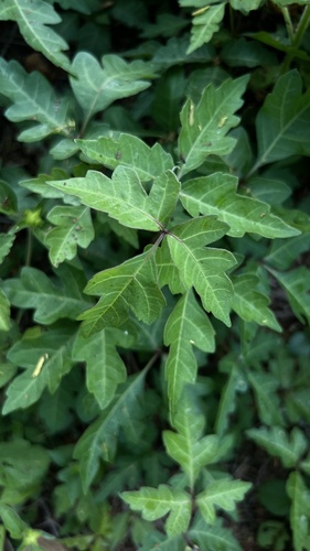 Toxicodendron radicans ssp. eximium