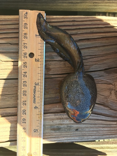 River Frog
