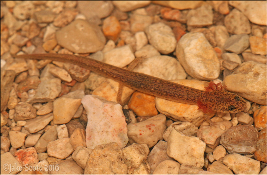 Valdina Farms Salamander (Eurycea troglodytes)