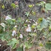 Upland Cotton - Photo (c) jane smith, all rights reserved, uploaded by jane smith