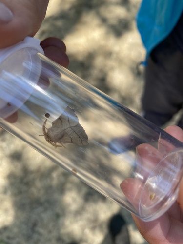 iNaturalist observation photo of Tent Caterpillar Moths