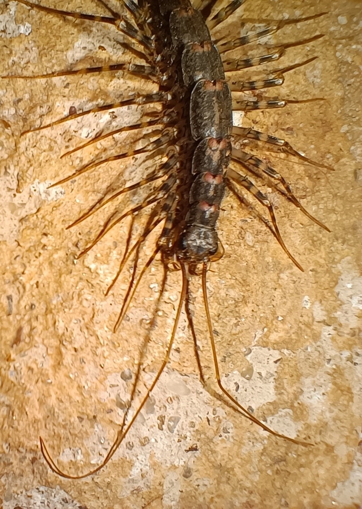 Australian House Centipede from Cockatoo VIC 3781, Australia on June 26 ...