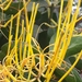 Psittacanthus robustus - Photo (c) Laurent Quéno, todos los derechos reservados, subido por Laurent Quéno