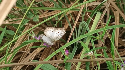 White Peacock