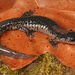 Chattahoochee Slimy Salamander - Photo (c) Jake Scott, all rights reserved, uploaded by Jake Scott