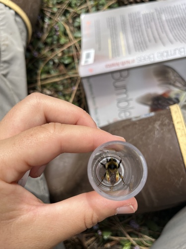 iNaturalist observation photo of Great Basin Bumble Bee