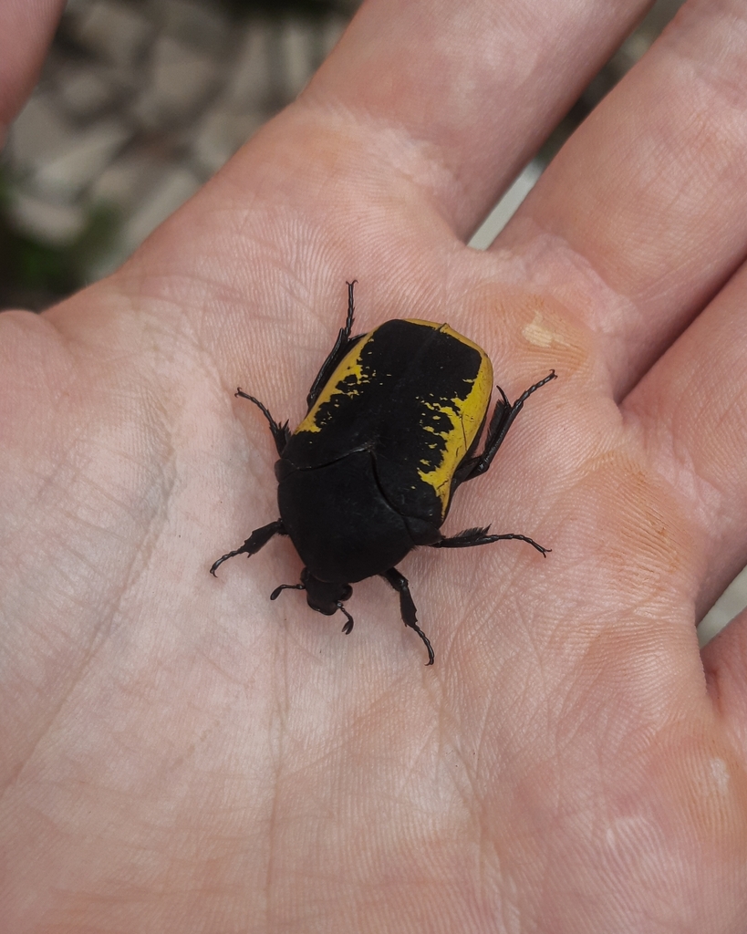Gymnetis holosericea · iNaturalist