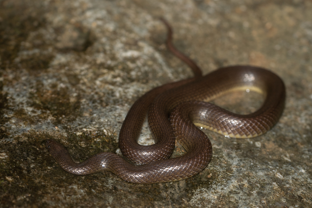 Anderson's Mountain Keelback in June 2023 by Pasteur Ng · iNaturalist