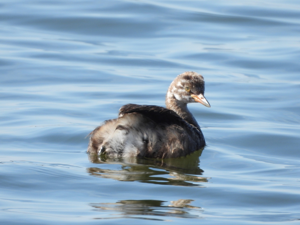 Western Tricolored Grebe from Mbay Saltfield on June 17, 2023 at 11:18 ...