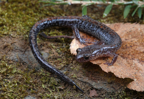 Big Levels Salamander