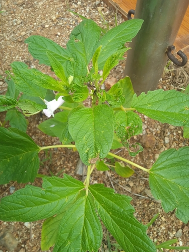 Sesame
