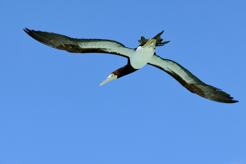 Brown Booby