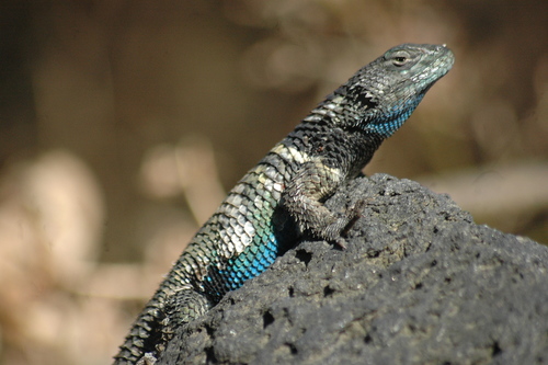 Crevice Swift