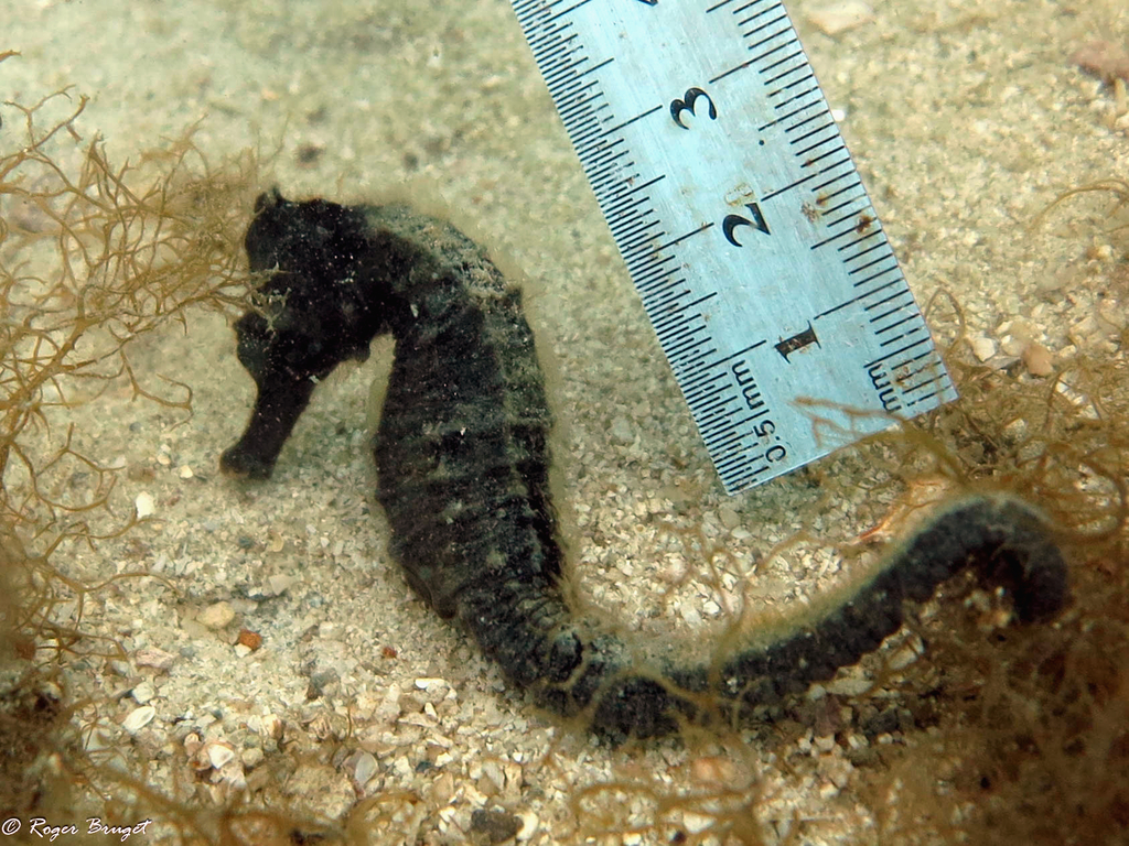 File:Cavalo Marinho (Hippocampus) - Aquário de São Paulo - panoramio.jpg -  Wikimedia Commons