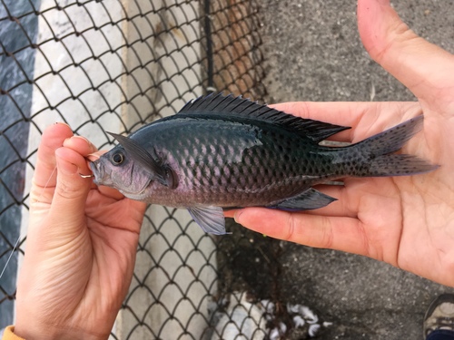 Blacksmith Chromis
