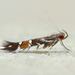 Cosmopterix pulchrimella - Photo (c) Michael King, όλα τα δικαιώματα διατηρούνται, uploaded by Michael King