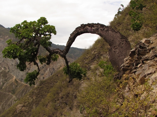 Cavanillesia chicamochae