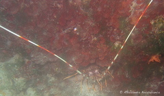 European spiny lobster