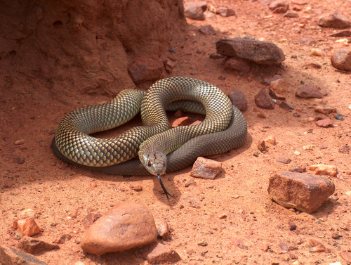 Mulga Snake sighting