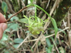 Epidendrum carchiense image
