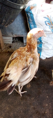 Domestic Chicken