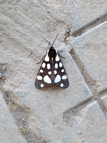 Cream-spot Tiger