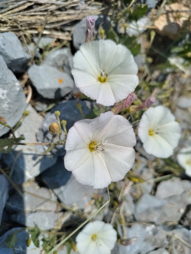 field bindweed