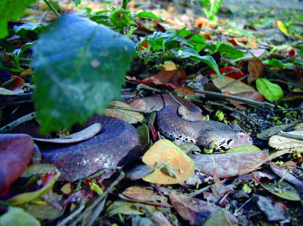 New Guinea Death Adder from near Wonie village, South Fly District ...