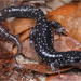 Ocmulgee Slimy Salamander - Photo (c) Jake Scott, all rights reserved, uploaded by Jake Scott