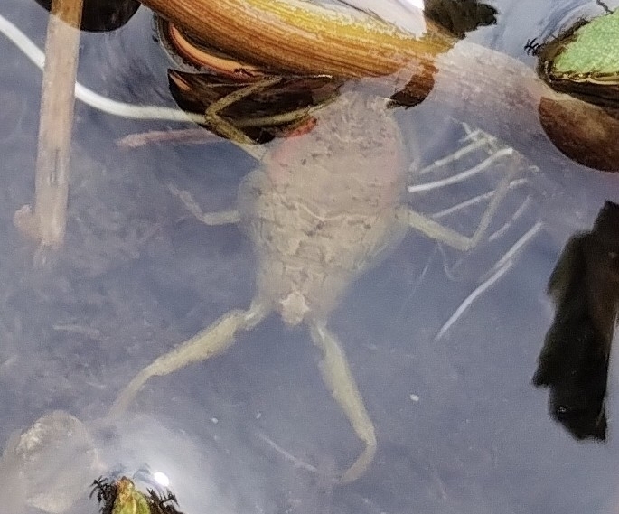 Water Scorpion from 85354 Freising, Deutschland on June 23, 2023 at 09: ...