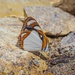 Mariposa Marinero Blanco - Photo (c) Enrique Giron, todos los derechos reservados, subido por Enrique Giron