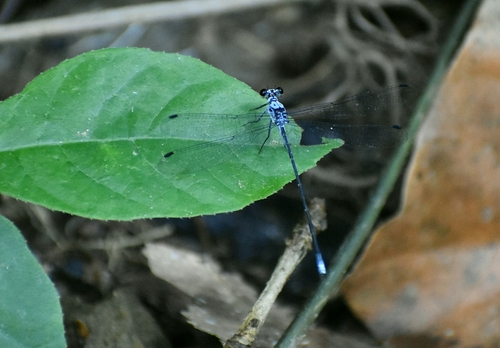 Cuban Flatwing