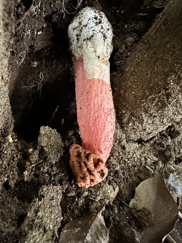 Lysurus sphaerocephalus