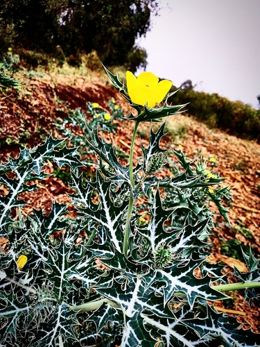 Mexican prickly poppy