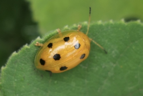 Oides decempunctata