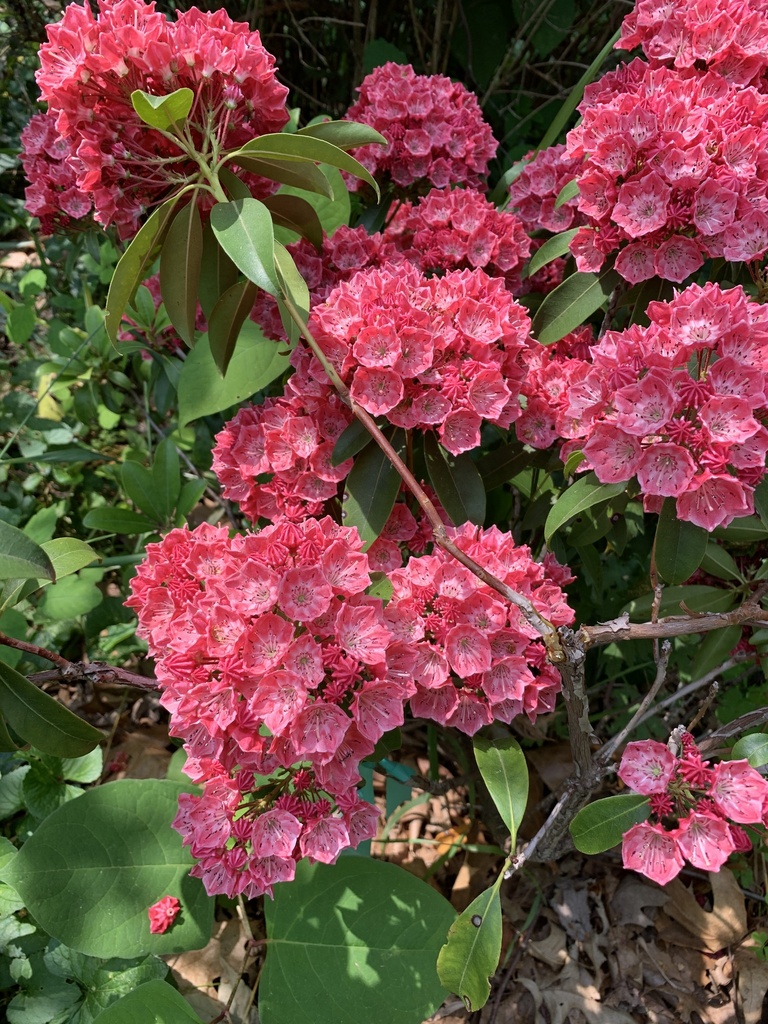 Mountain laurel from edgewood park new haven ct us on june 11 2023