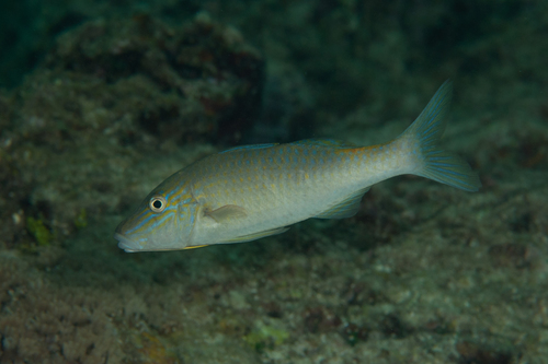 Goldsaddle Goatfish