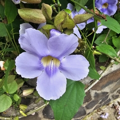Thunbergia laurifolia image