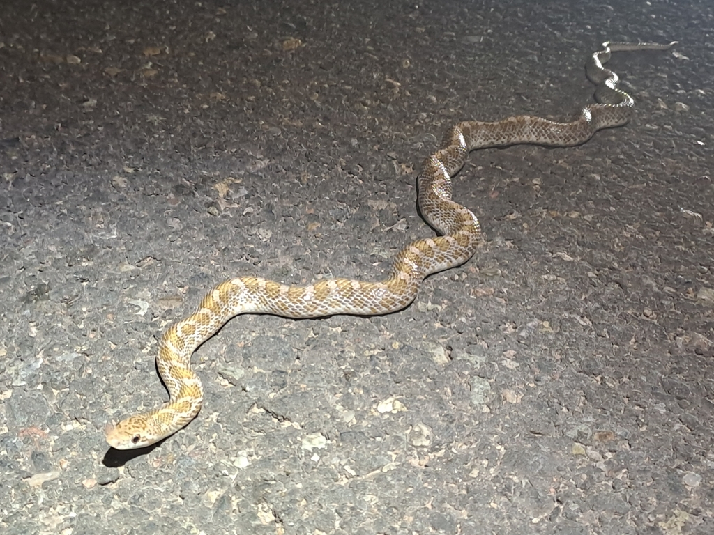 Glossy Snake from Bernalillo County, US-NM, US on June 24, 2023 at 10: ...