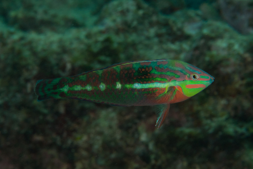 Halichoeres orientalis