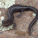 Cheat Mountain Salamander - Photo (c) Jake Scott, all rights reserved, uploaded by Jake Scott