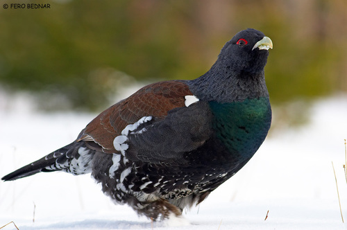 Western Capercaillie