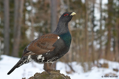 Tetrao urogallus