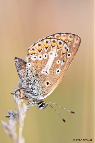Eumedonia eumedon