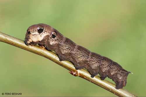 Deilephila elpenor