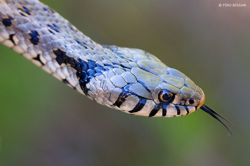 Natrix natrix