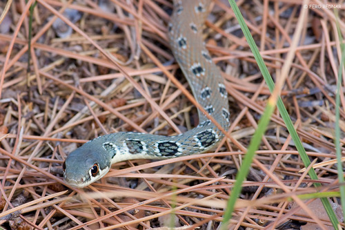 Platyceps najadum