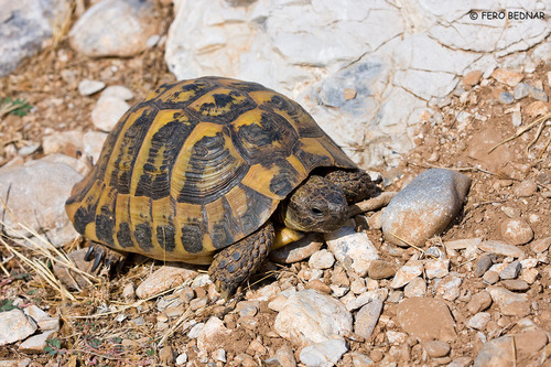 Testudo hermanni boettgeri